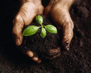 http://www.extendonondaga.org/natural-resources/community-horticulture-and-gardening/soil-testing/